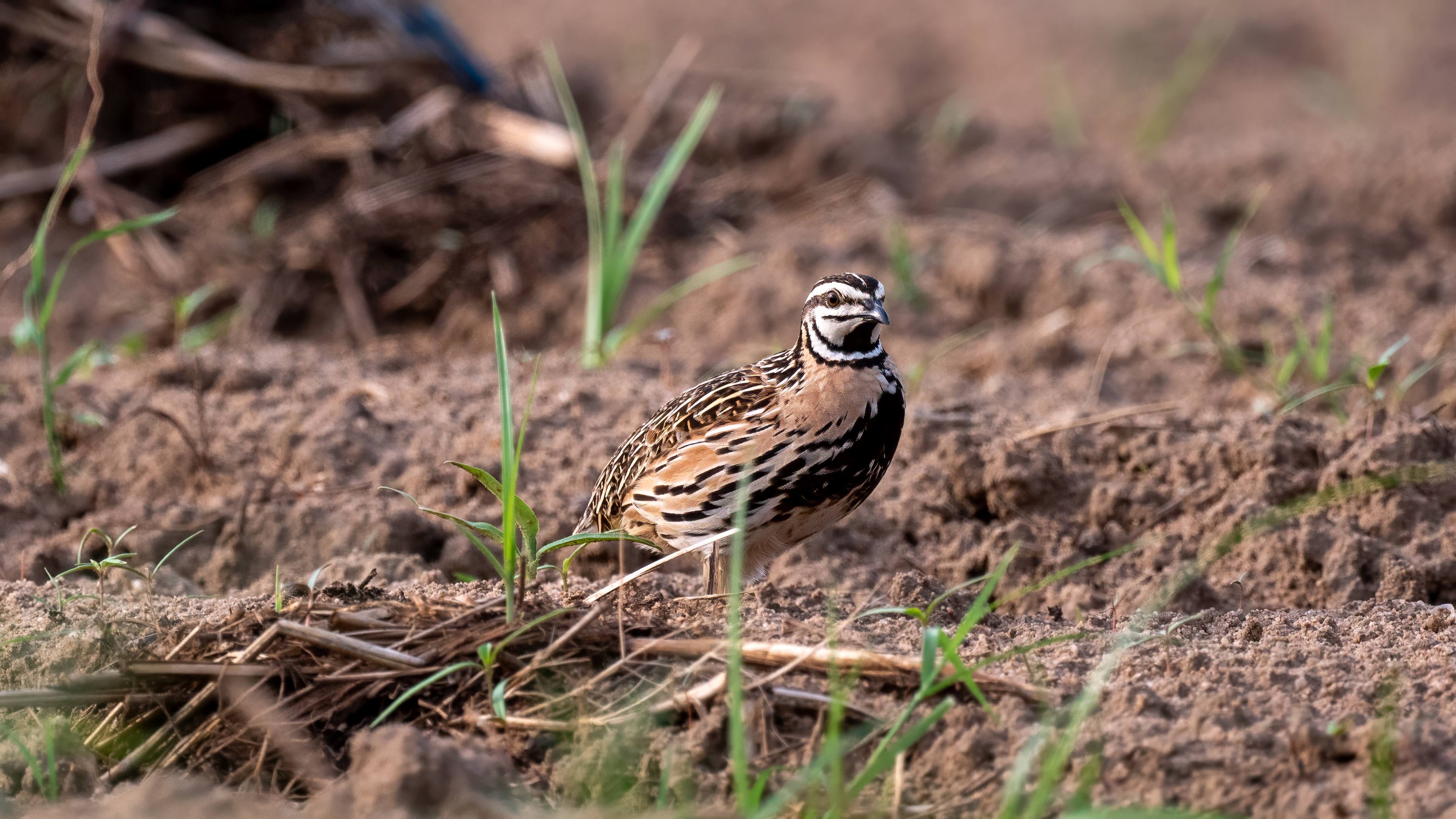 Rain Quail